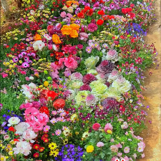 🔥Last day clearance💝Mixed Perennial Flowers Seeds-Over 60 kinds mixed - Image 4