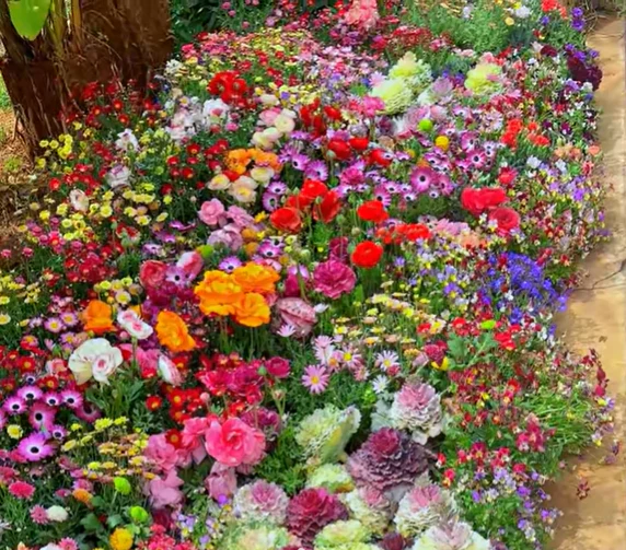 🔥Last day clearance💝Mixed Perennial Flowers Seeds-Over 60 kinds mixed - Image 5